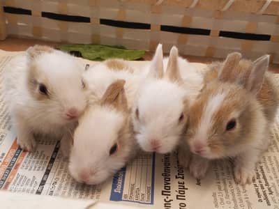 Beautiful hyper angora lionhead rabbit breed babies