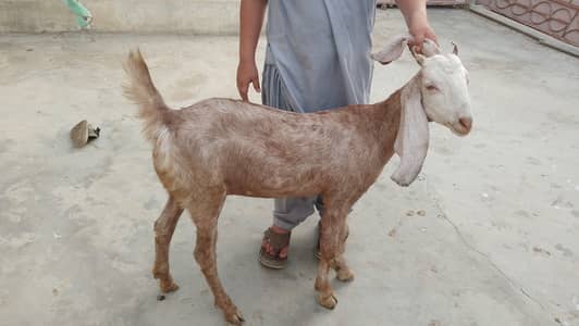 gaban bakri