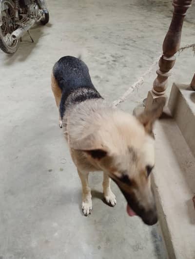 dog for sale
