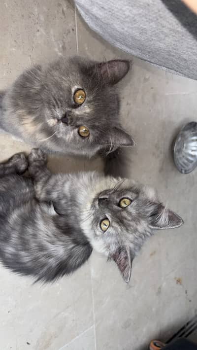 Persian cats