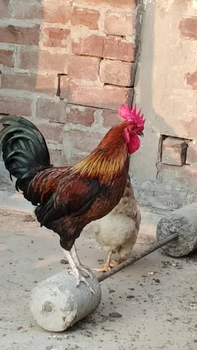 Rooster