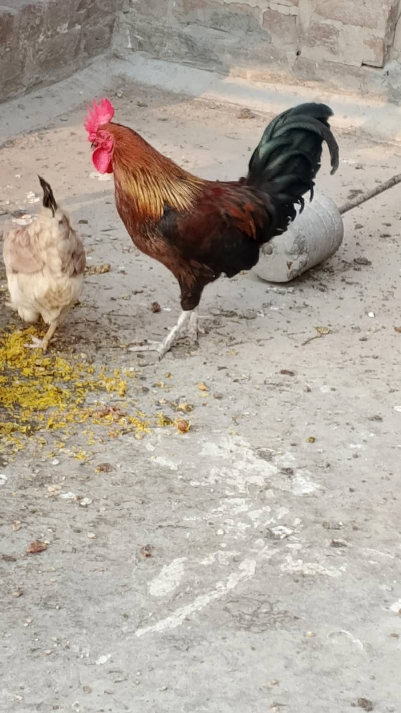 Rooster 1