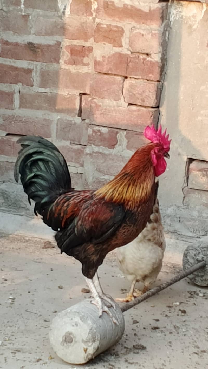 Rooster 2