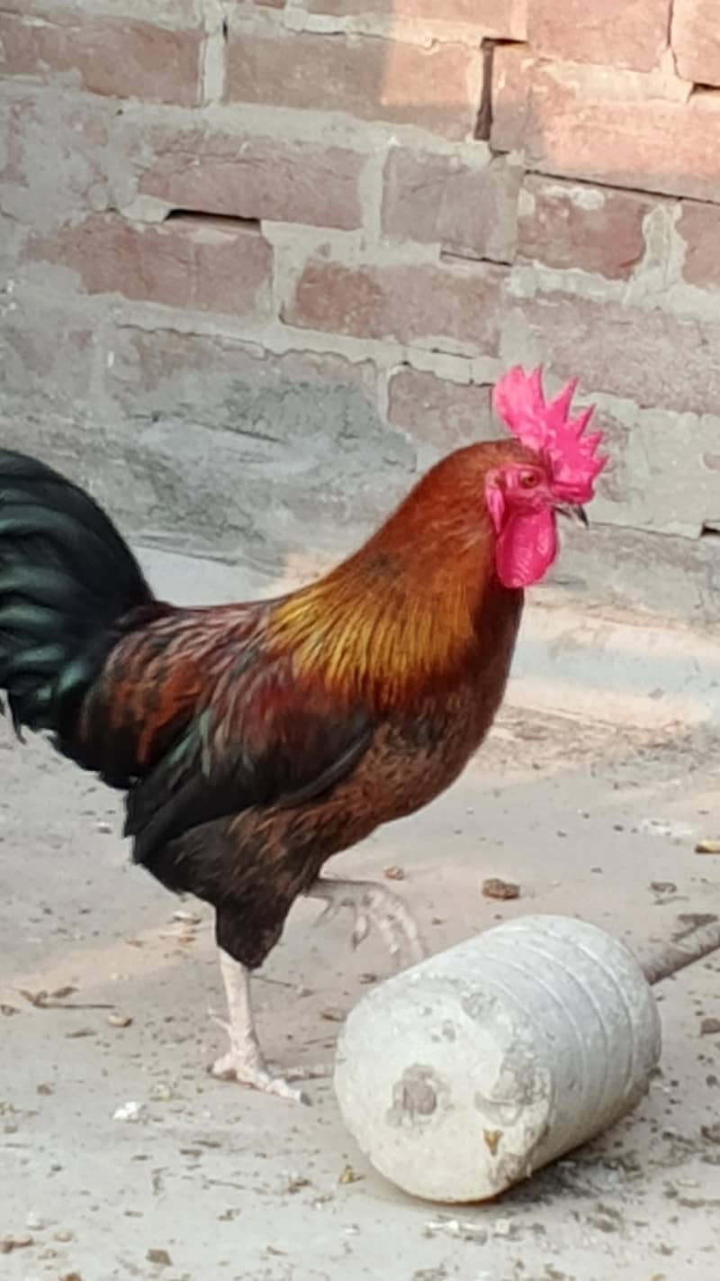 Rooster 3