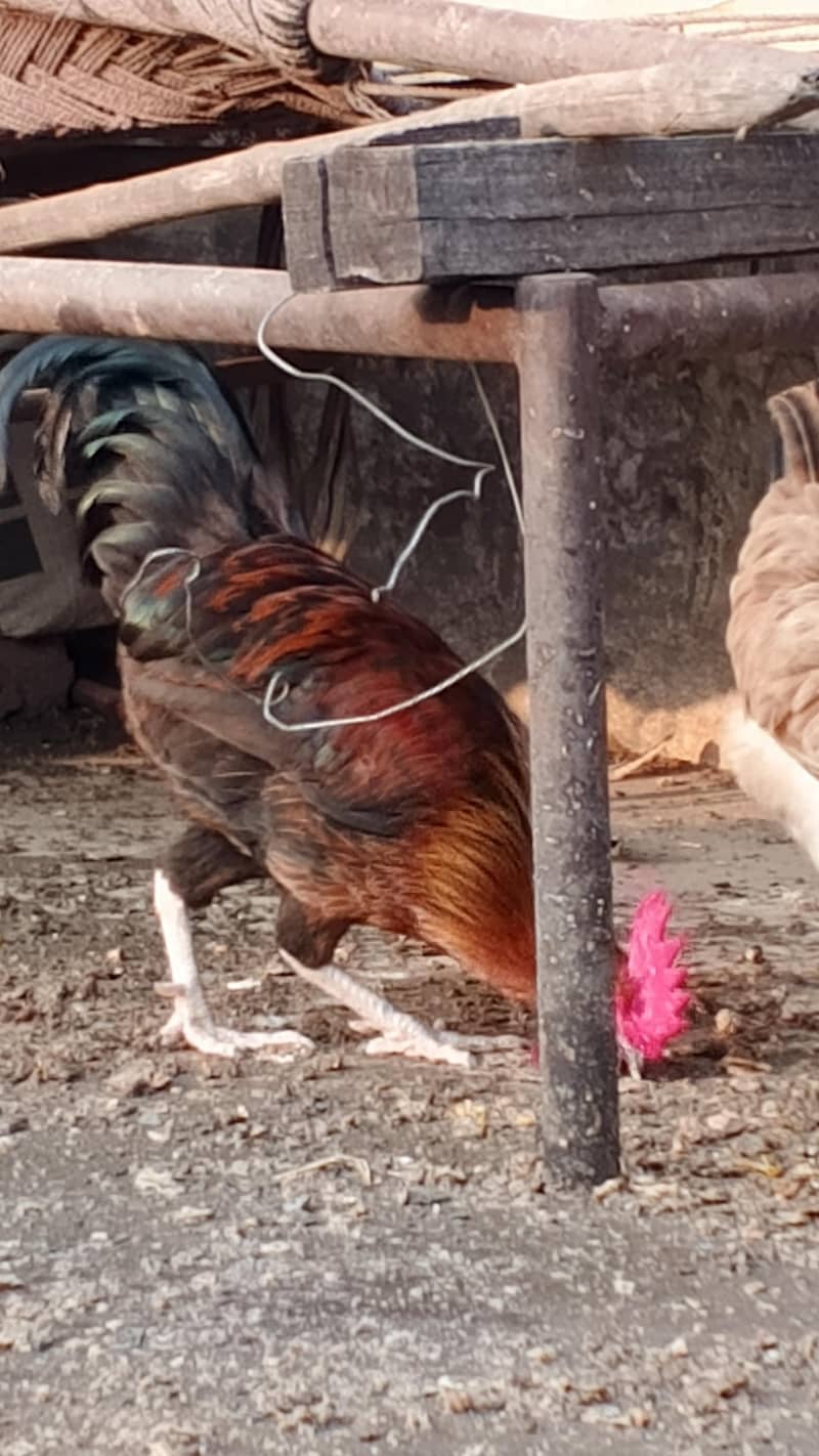 Rooster 4