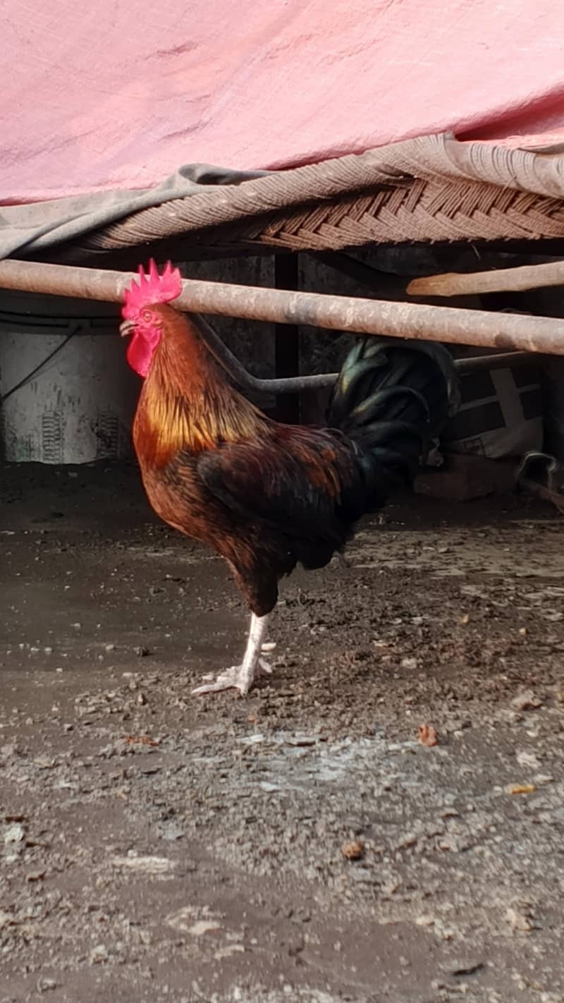 Rooster 5