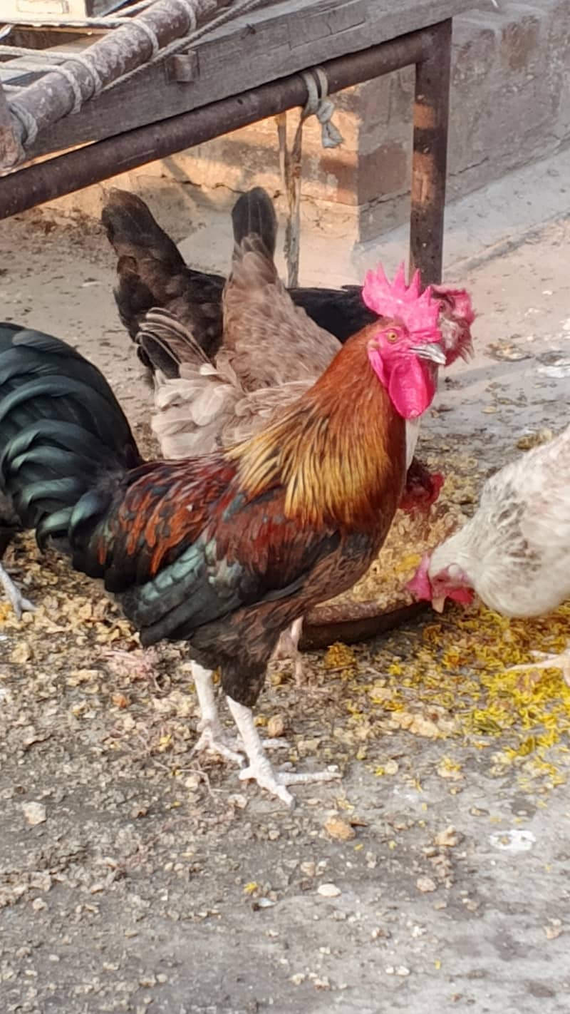 Rooster 6