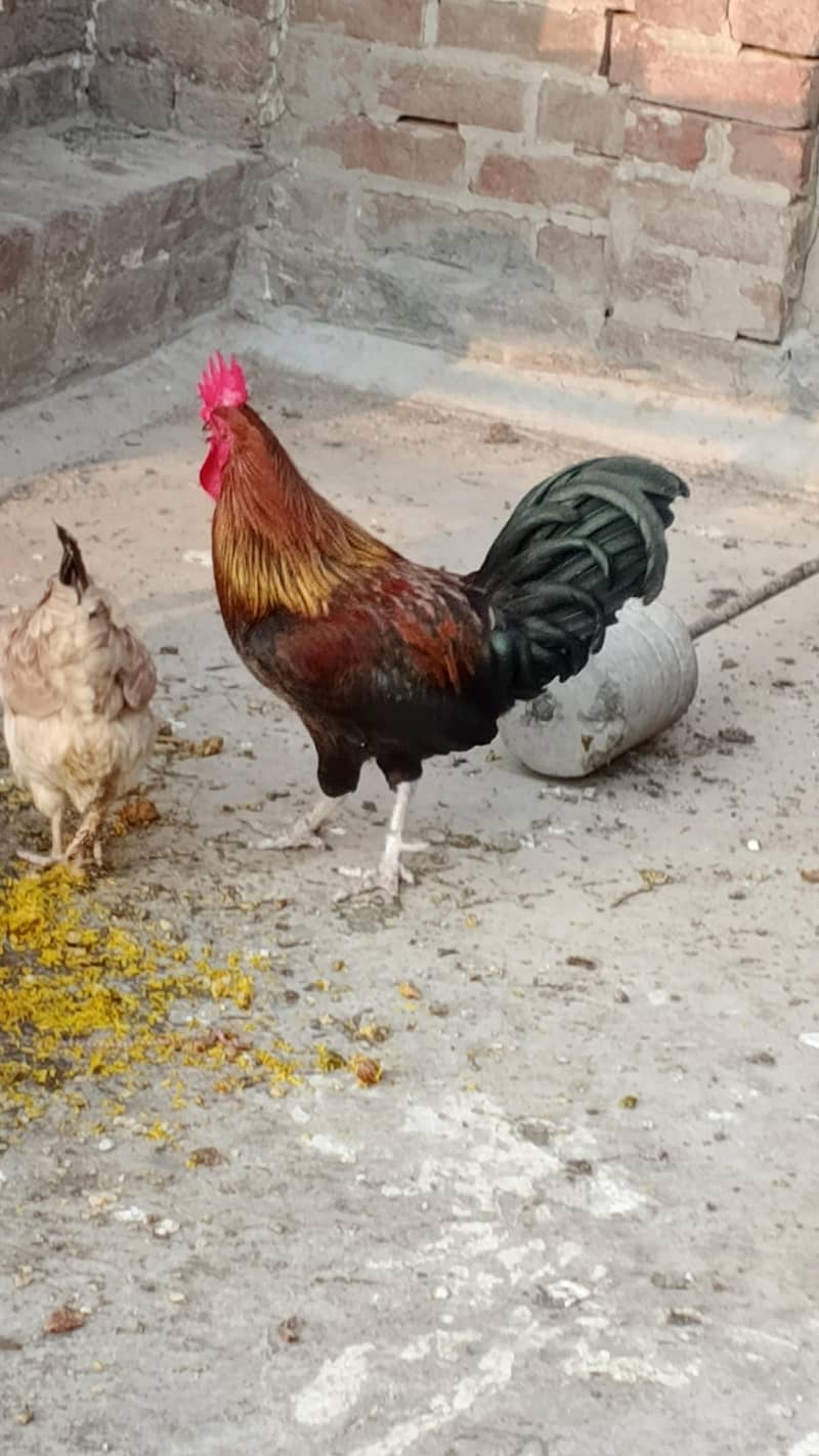Rooster 7