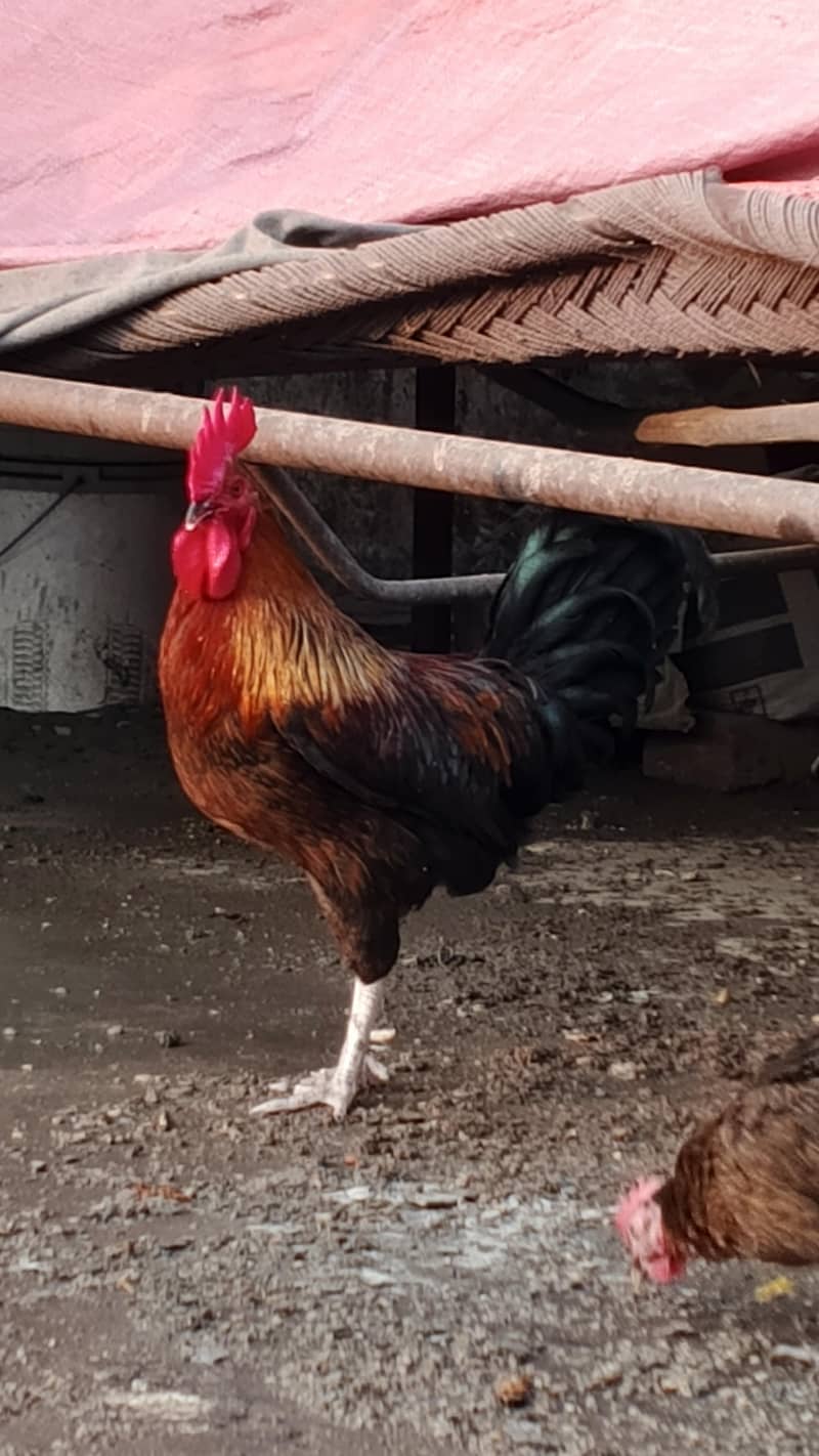 Rooster 8