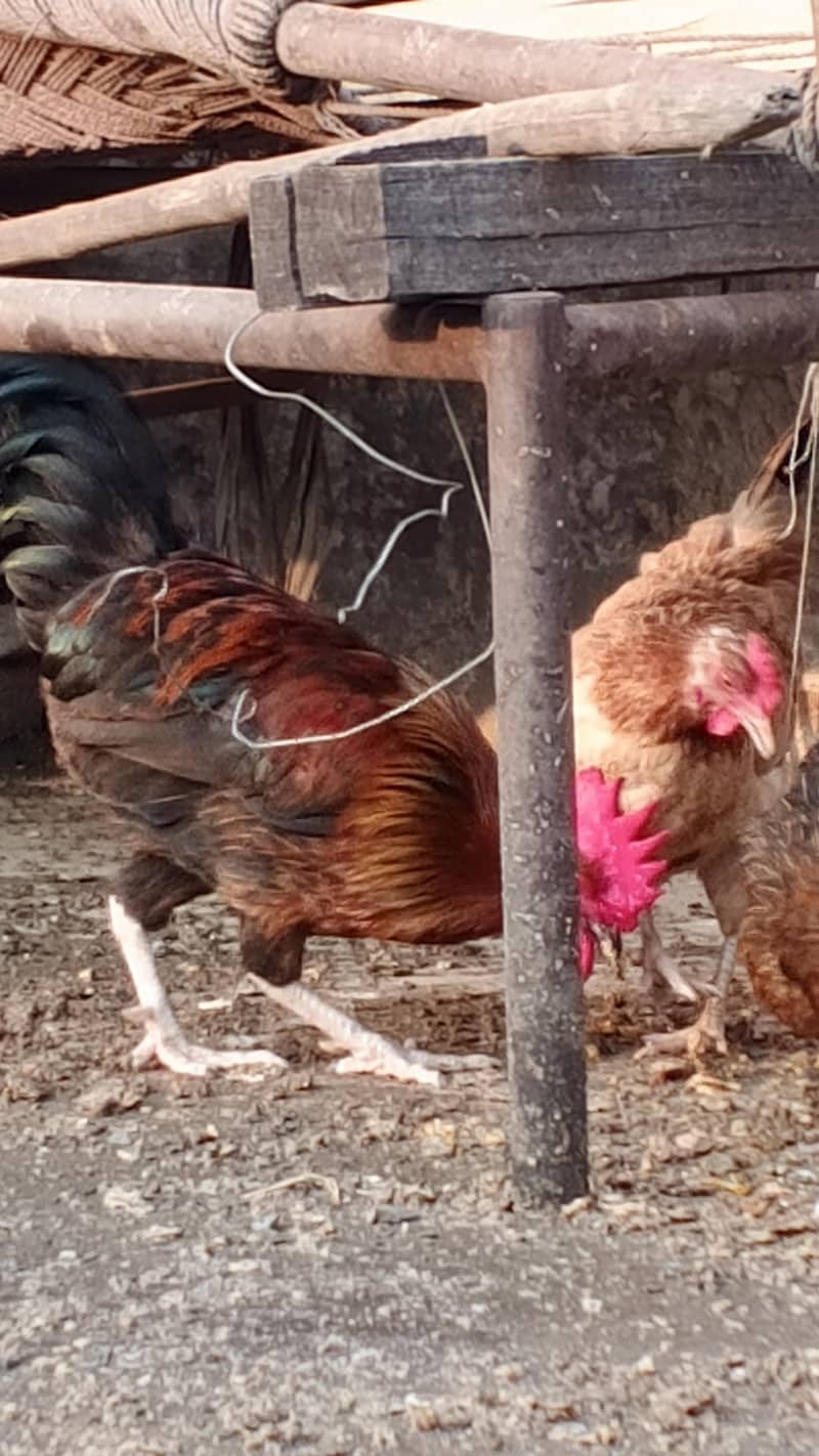 Rooster 9