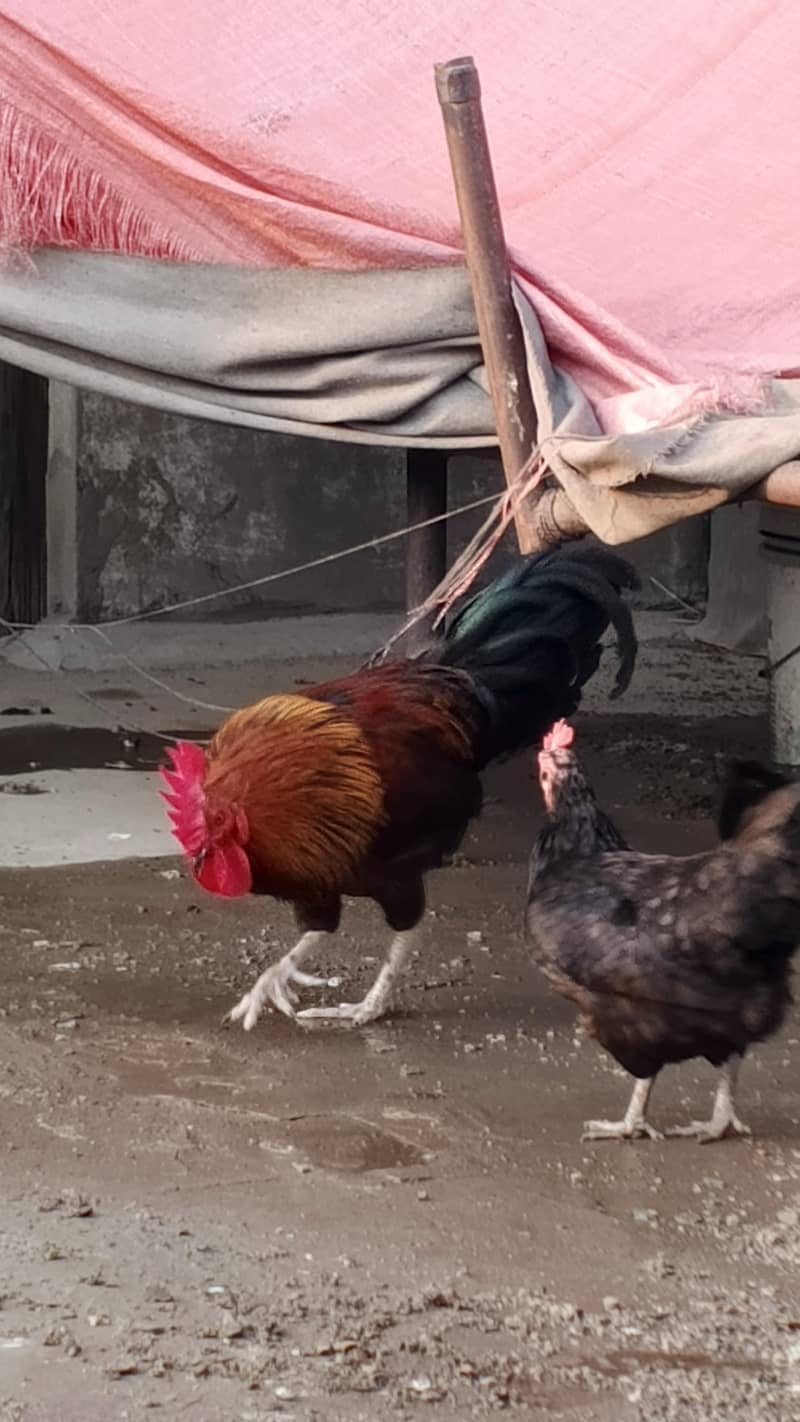 Rooster 10