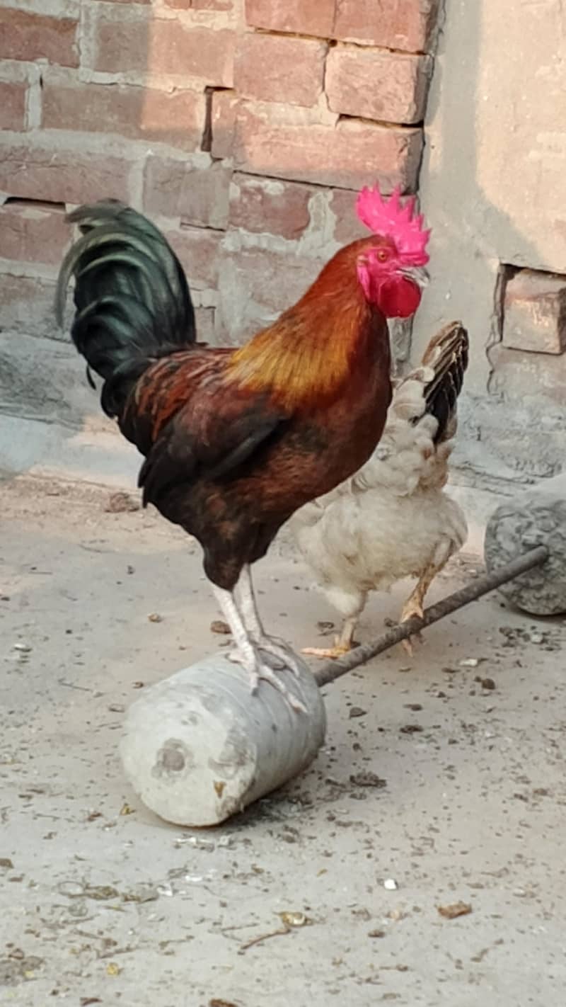 Rooster 11