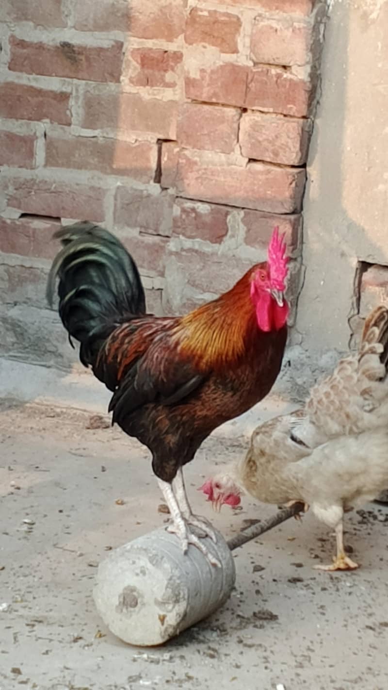 Rooster 12