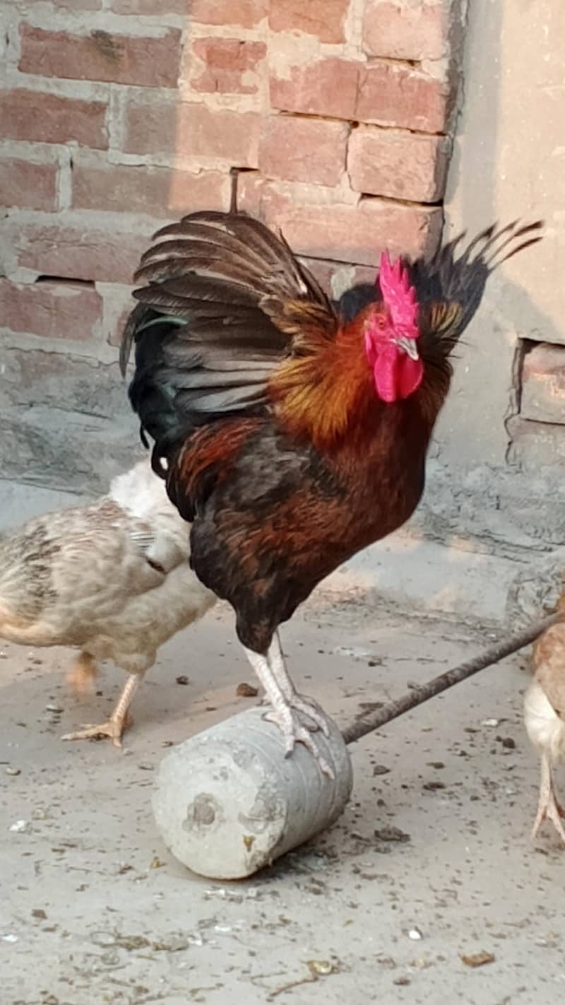 Rooster 13