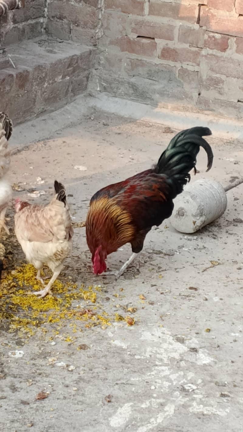 Rooster 14
