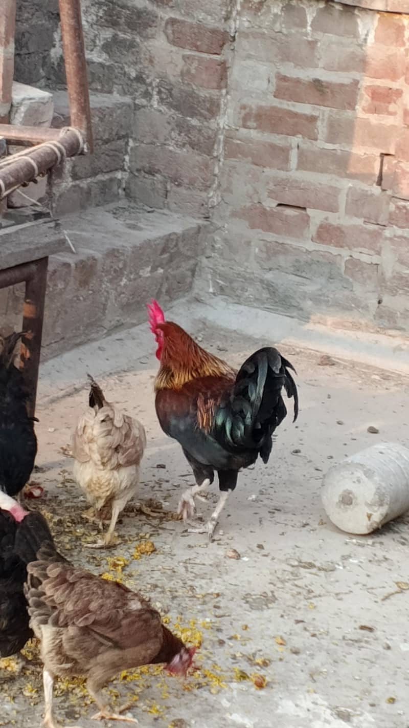 Rooster 15