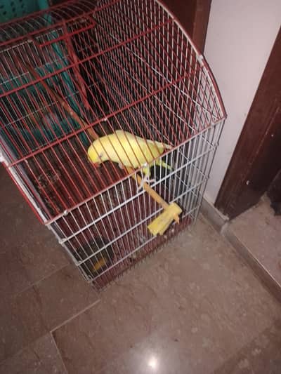 yellow Ring neck chick hnd tmed