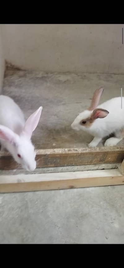 Rabbit both female available for sale just 2000 Rs
