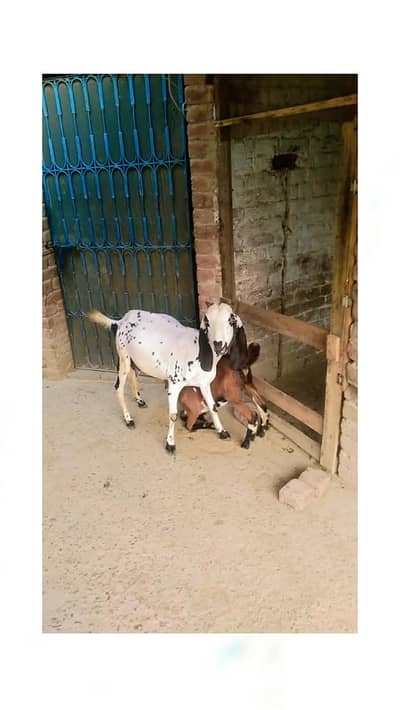 Bakri for sale Sath ak female Puth ha