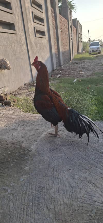 aseel murgha for sale
