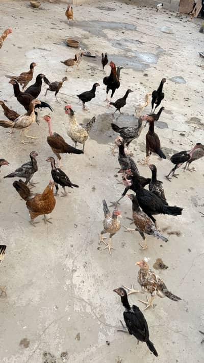 Healthy Home-Raised Chickens for Sale 