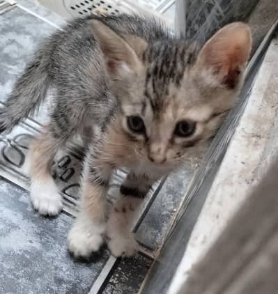 Tabby cat