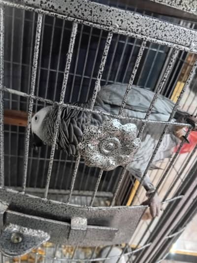 parrots for sale