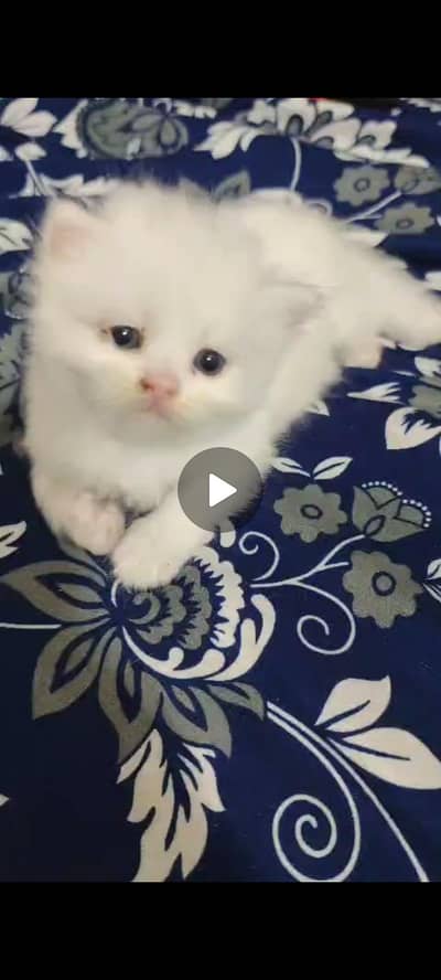 Persian triple coat kittens for sale