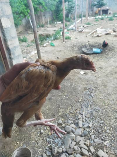 pathhi ha achi growth ha