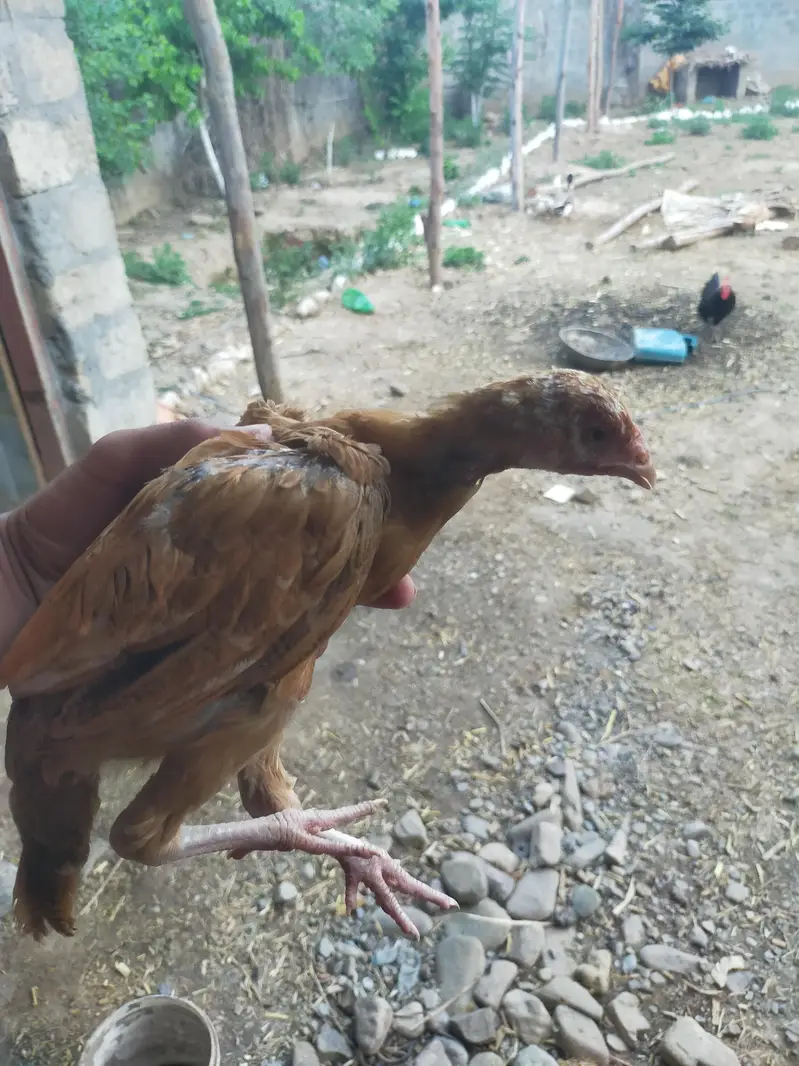 pathhi ha achi growth ha