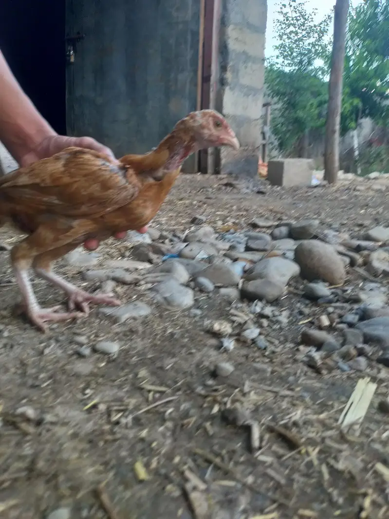 pathhi ha achi growth ha — photo 2