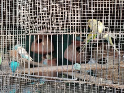 Finches and Bajri Parrots for sale