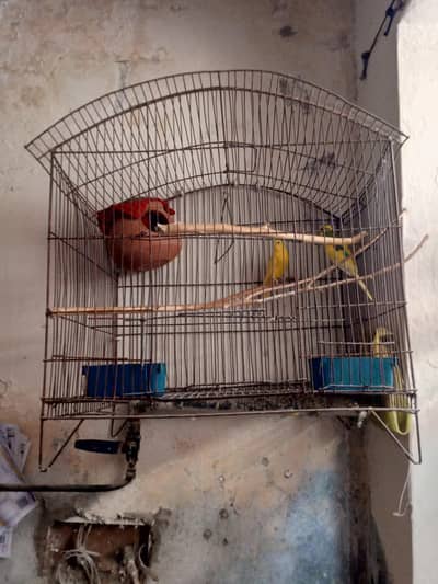 pingra with pair urgent sale