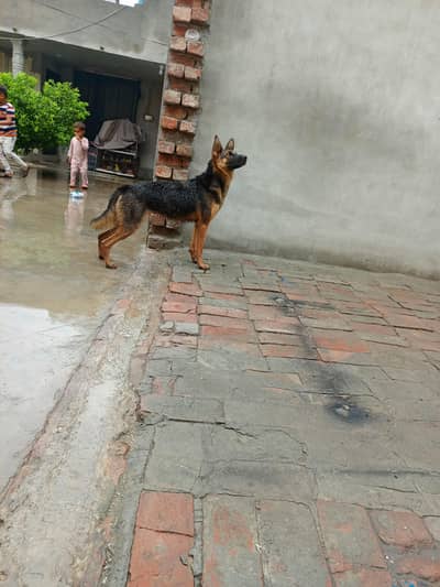 Female German sheperd