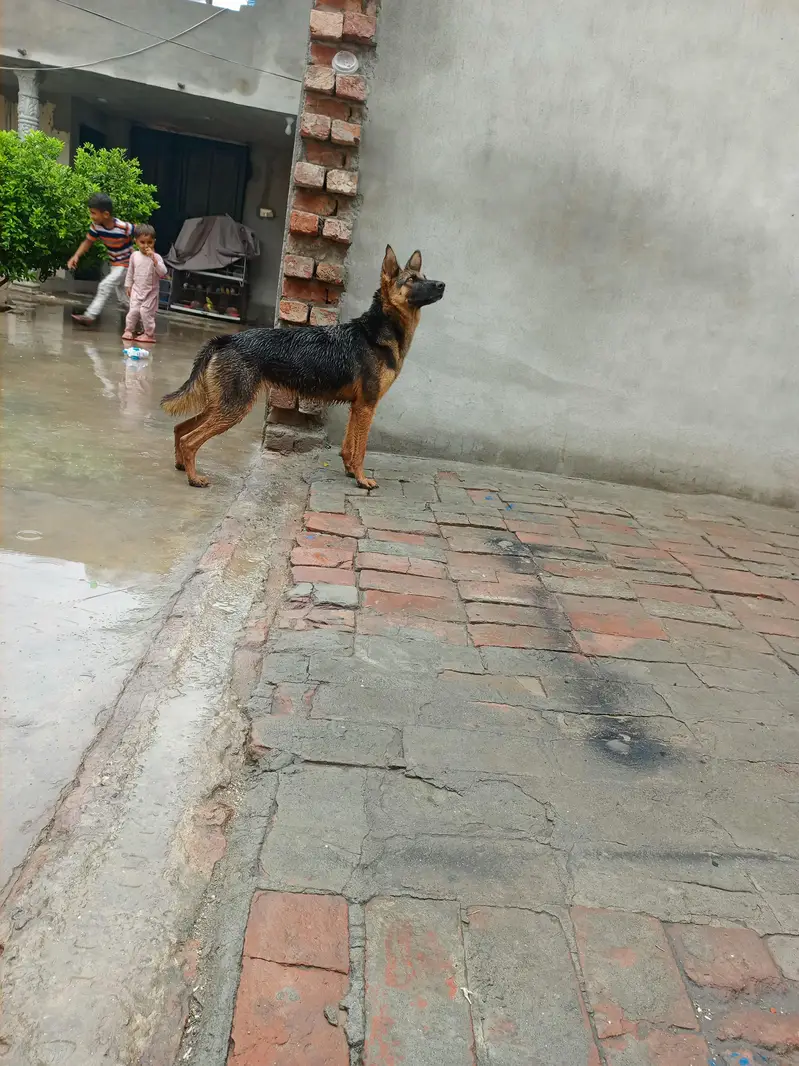 Female German sheperd — photo 2