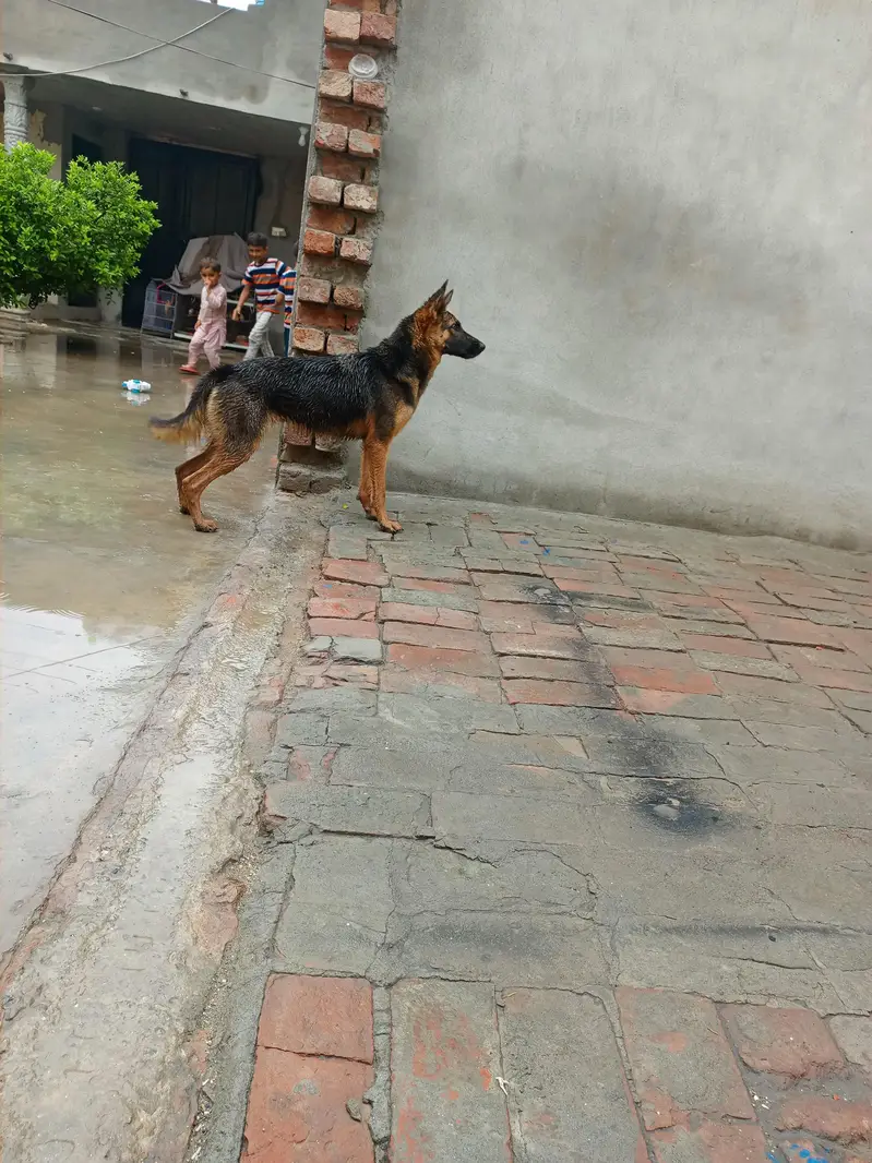 Female German sheperd — photo 3