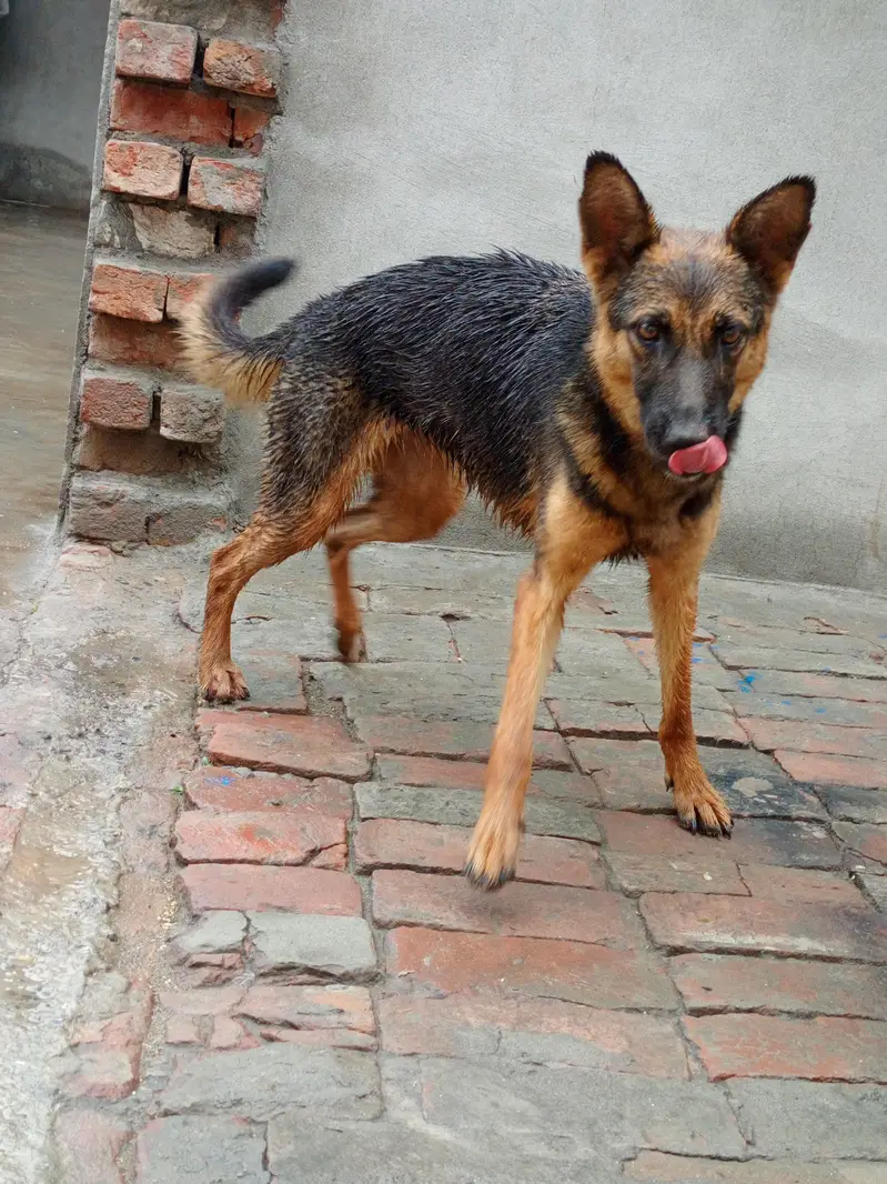 Female German sheperd — photo 4