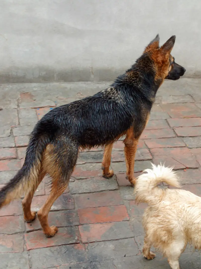 Female German sheperd — photo 5
