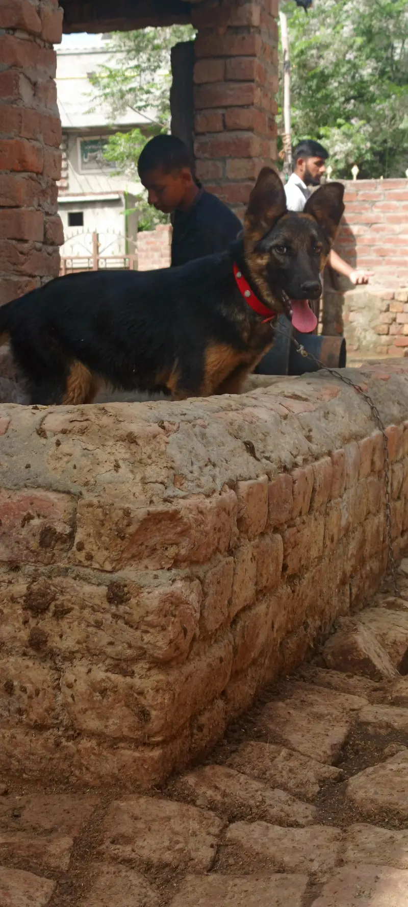 Female German sheperd — photo 7