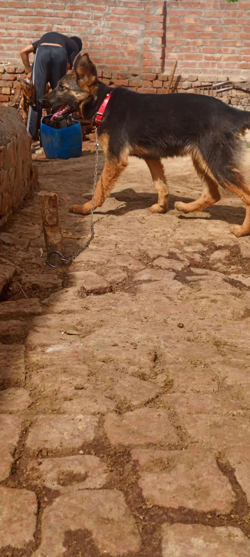 Female German sheperd — photo 8