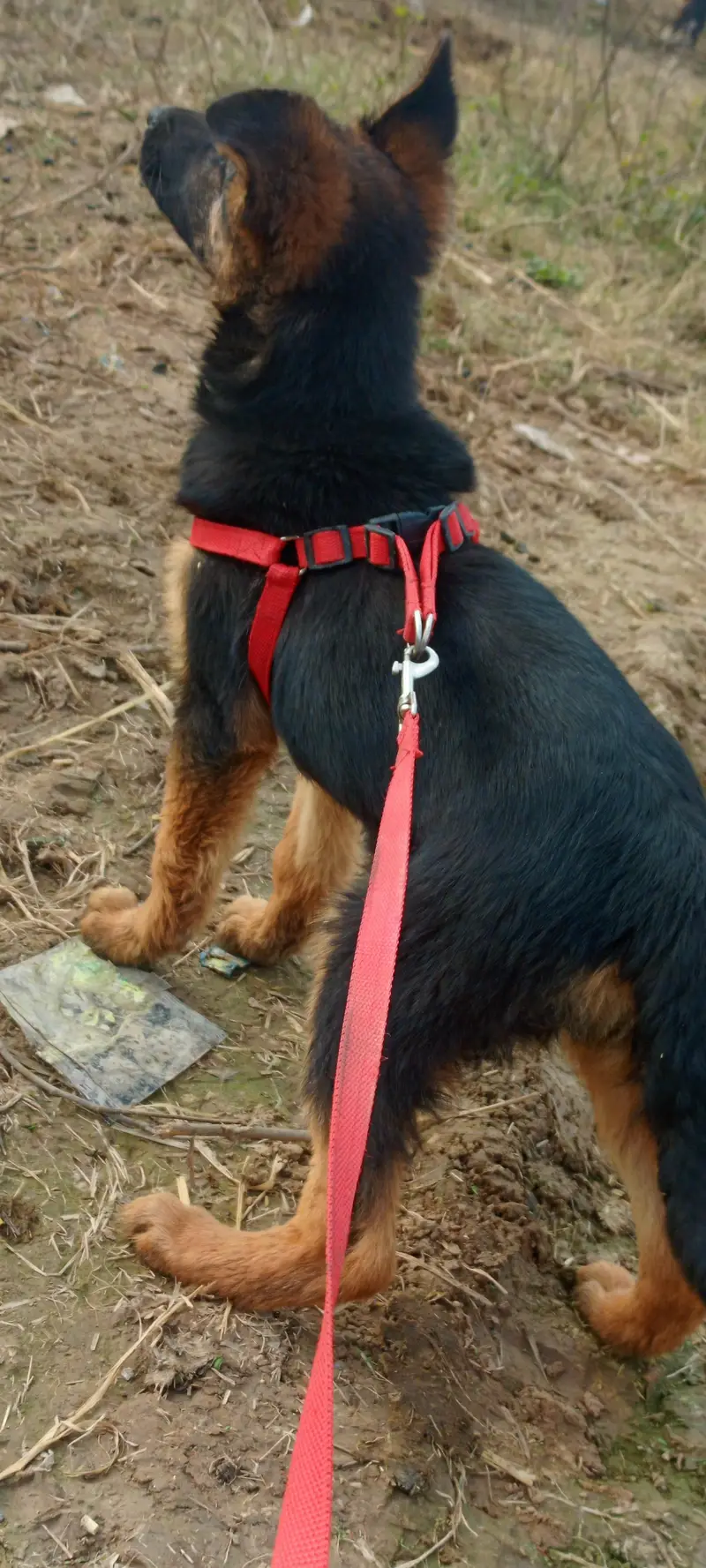 Female German sheperd — photo 9