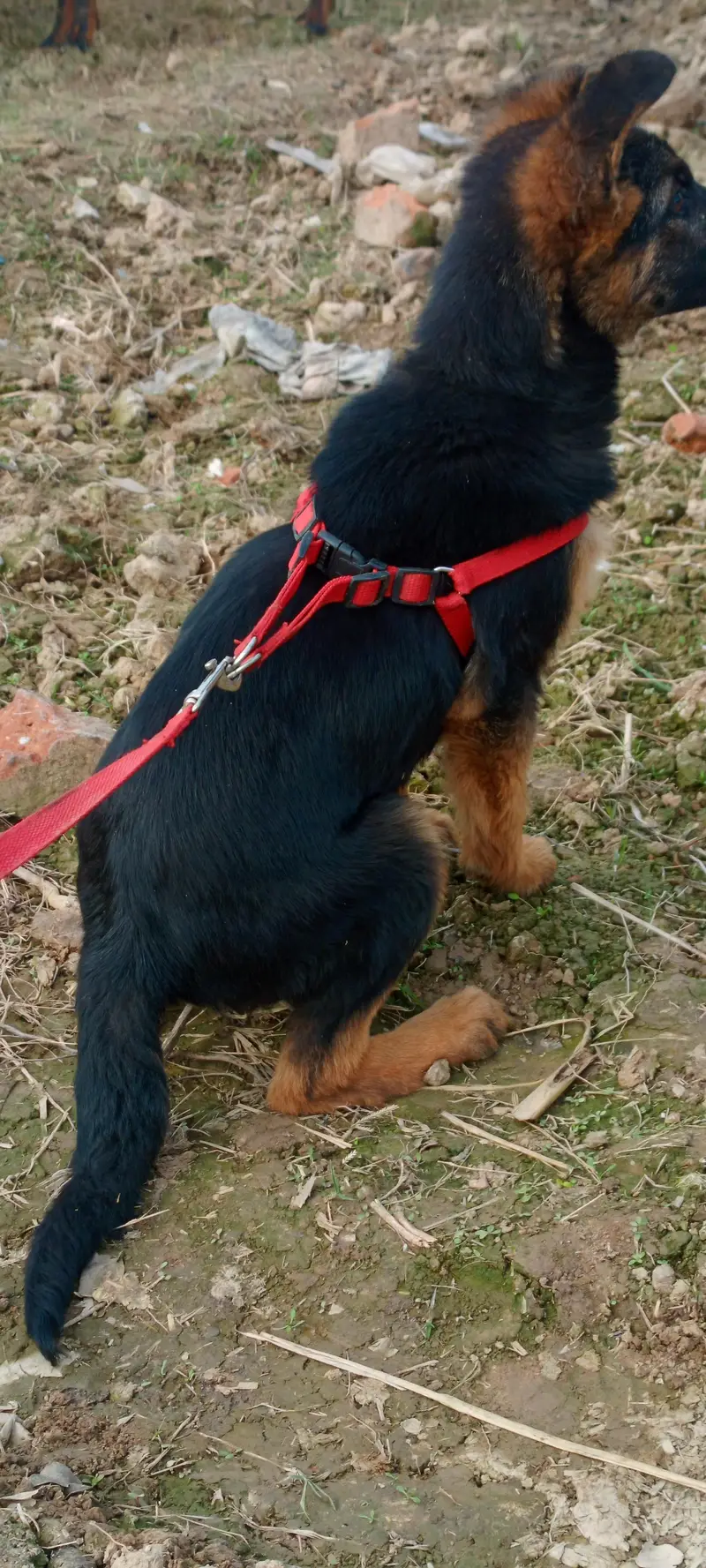 Female German sheperd — photo 10
