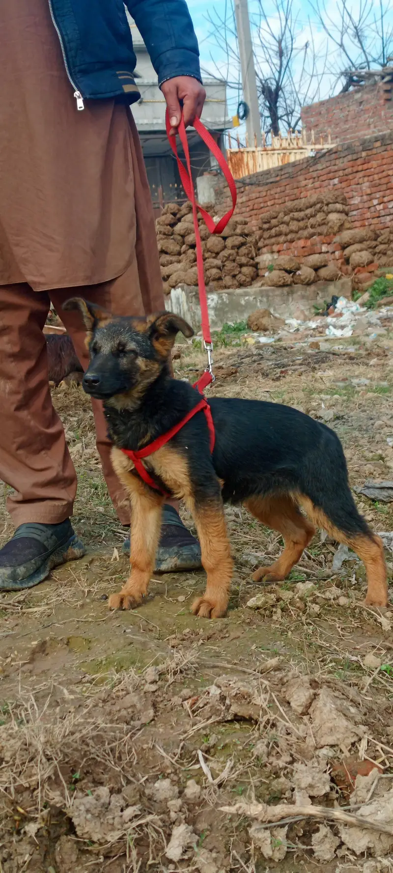 Female German sheperd — photo 11