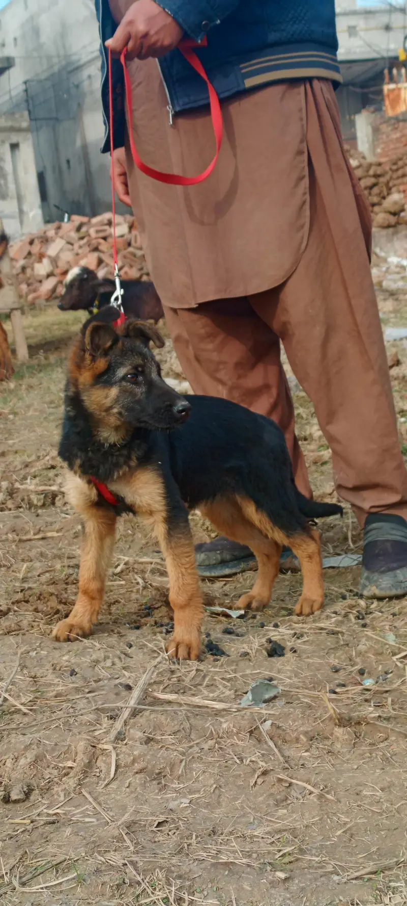 Female German sheperd — photo 12