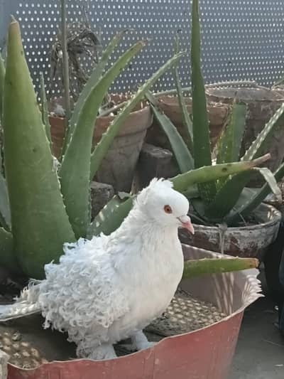 Frill Back Patha For sale