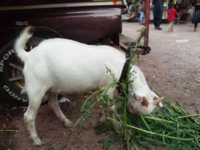 Russian tedi bakra white eyes age 9-12 month for sale