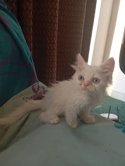 Two Fluffy Persian Boys Looking for a Loving Home!