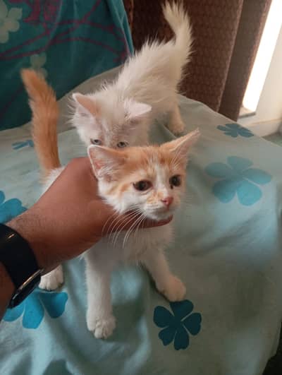 Two Fluffy Persian Boys Looking for a Loving Home!