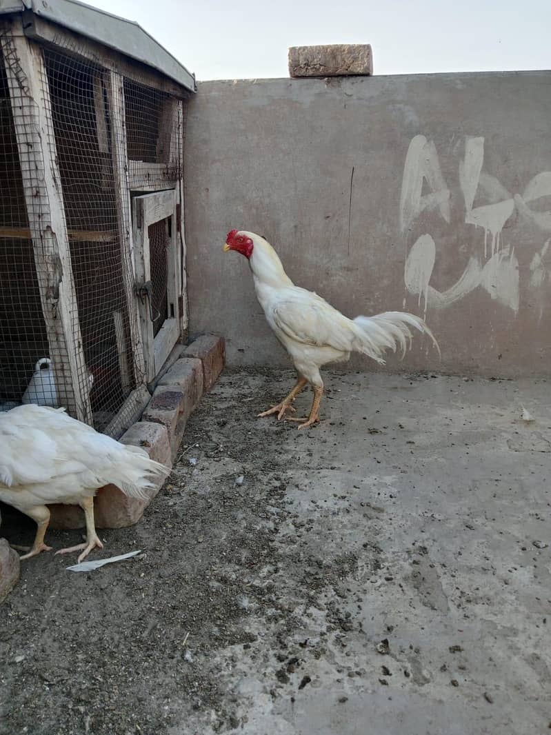 white pair 13