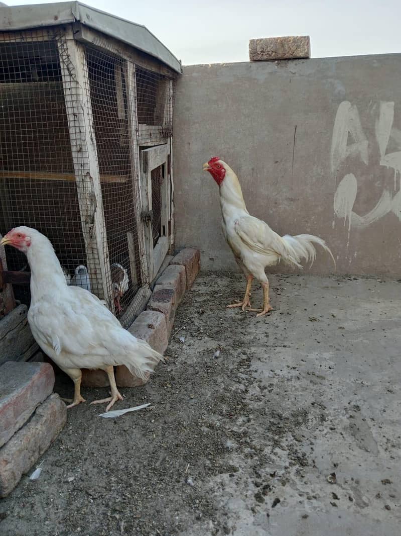 white pair 14